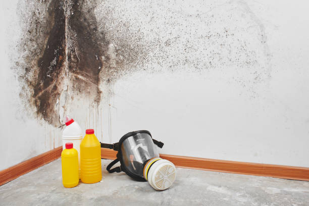 Best Attic Mold Remediation in Newington Forest, VA