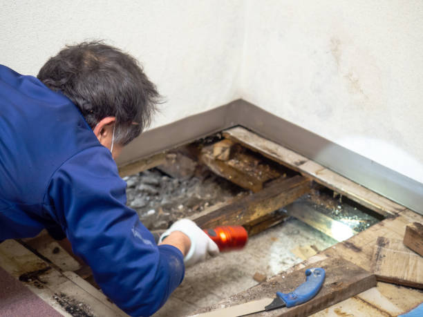Professional Mold Remediation in Newington Forest, VA