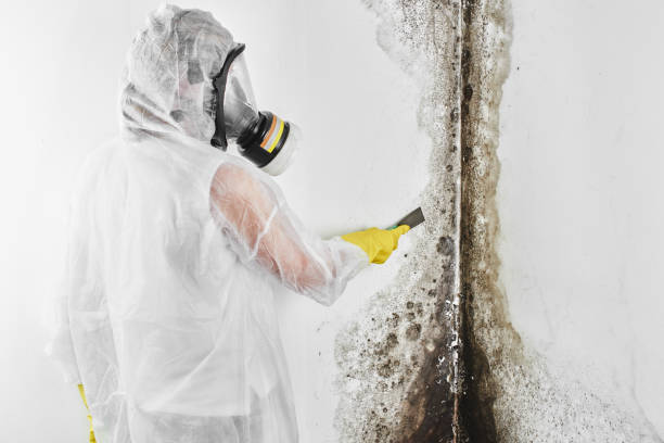 Best Mold Testing and Inspection Services in Newington Forest, VA