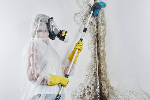 Best Insurance-Related Mold Remediation in Newington Forest, VA