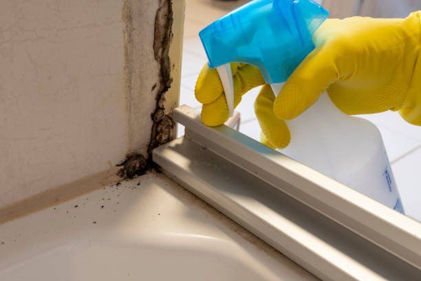 Best Crawl Space Mold Remediation in Newington Forest, VA
