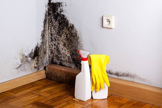 Best White Mold Remediation in Newington Forest, VA