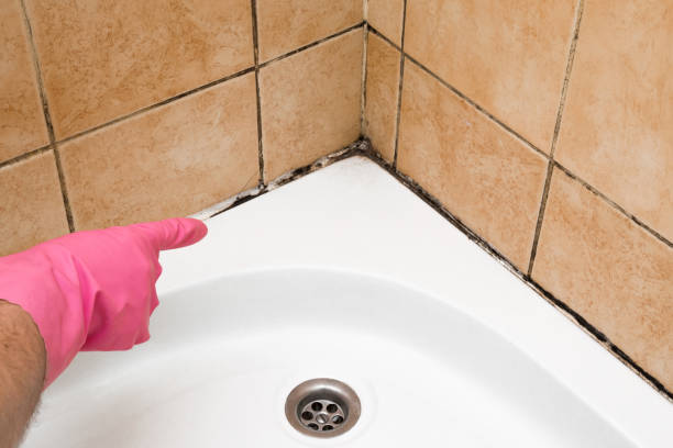 Best Post-Flood Mold Remediation in Newington Forest, VA